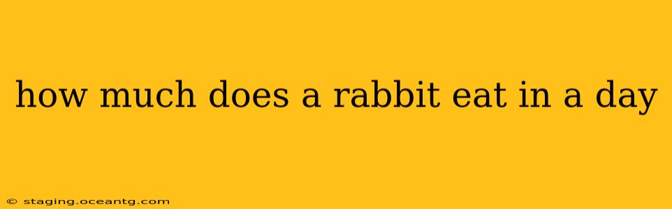 how much does a rabbit eat in a day