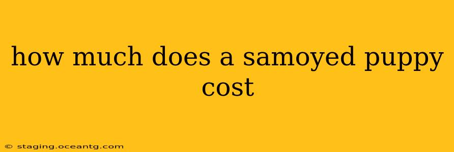 how much does a samoyed puppy cost