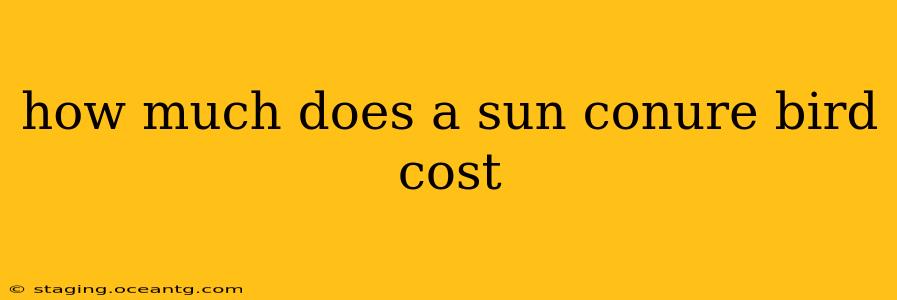 how much does a sun conure bird cost
