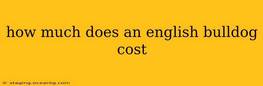 how much does an english bulldog cost