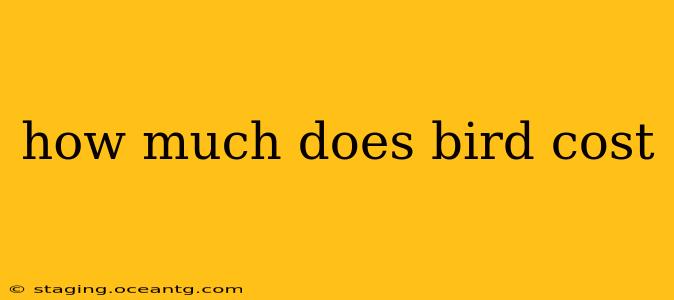how much does bird cost