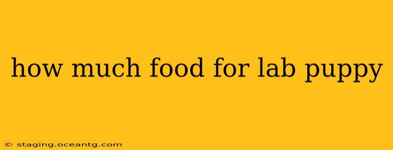 how much food for lab puppy