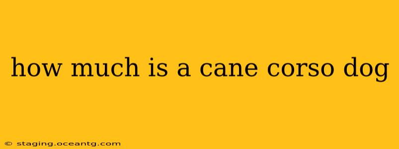 how much is a cane corso dog