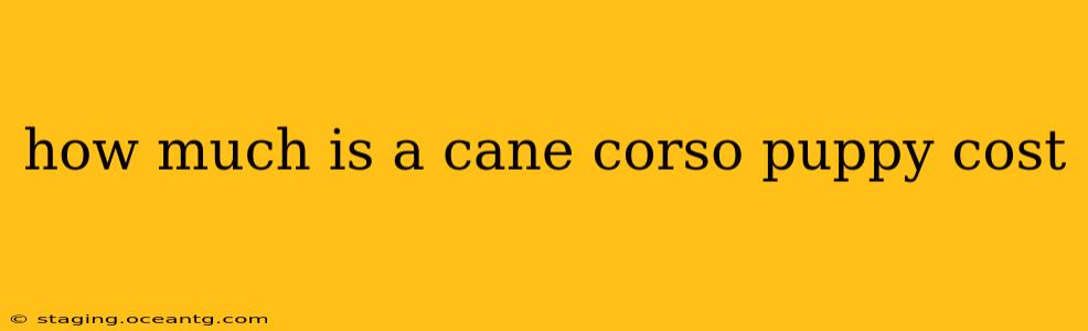 how much is a cane corso puppy cost