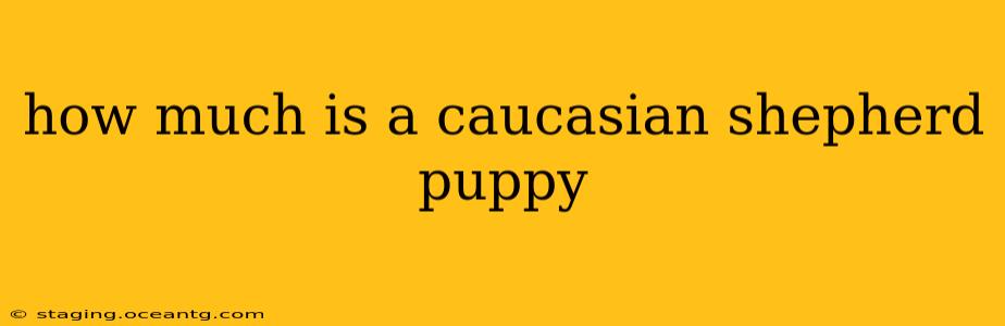 how much is a caucasian shepherd puppy