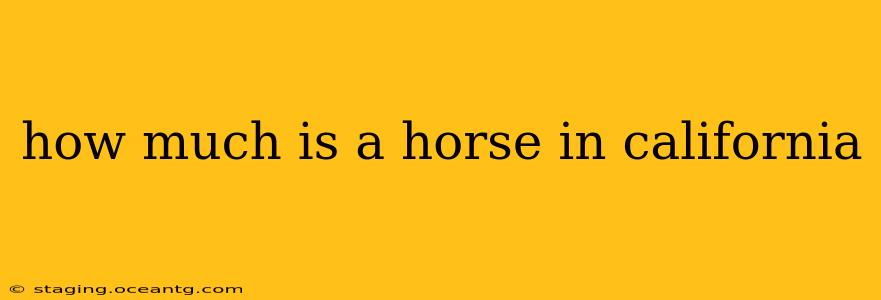 how much is a horse in california