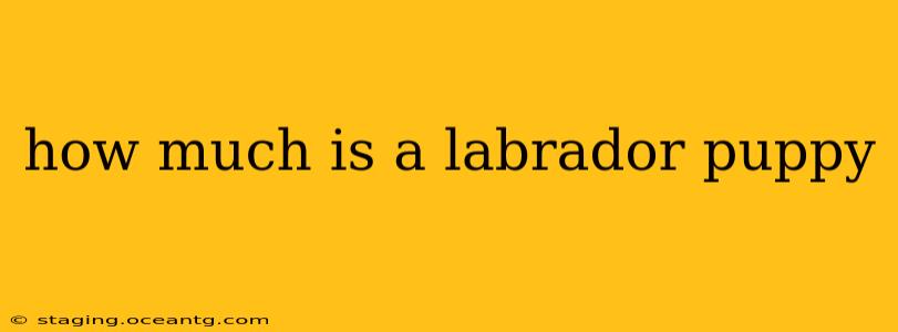 how much is a labrador puppy