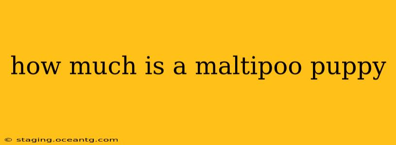 how much is a maltipoo puppy