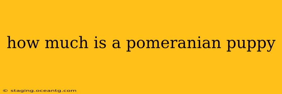 how much is a pomeranian puppy