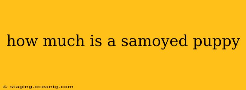 how much is a samoyed puppy