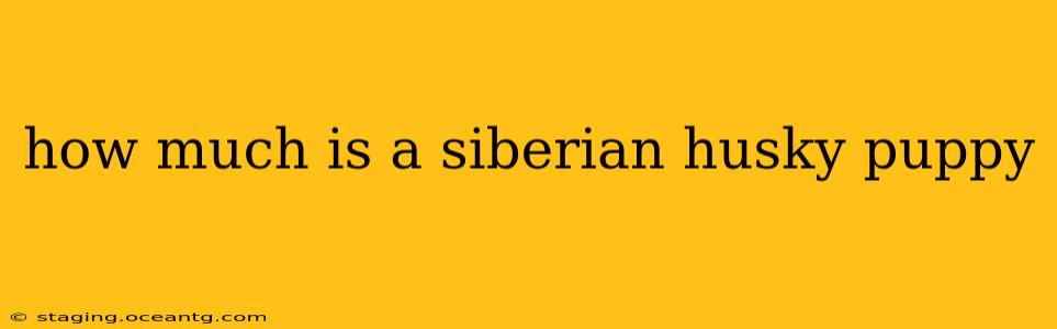 how much is a siberian husky puppy