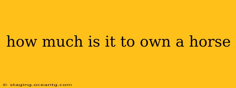 how much is it to own a horse