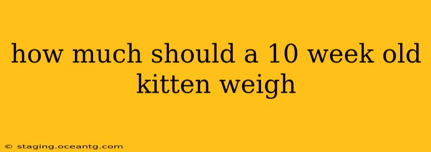how much should a 10 week old kitten weigh