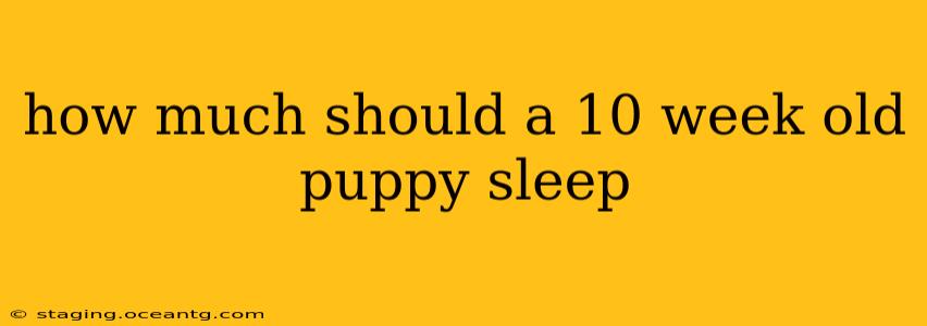 how much should a 10 week old puppy sleep