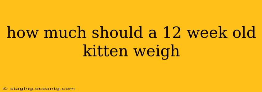 how much should a 12 week old kitten weigh