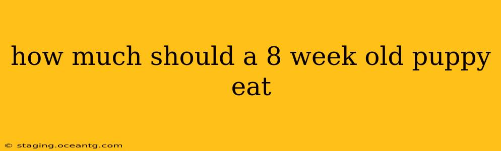 how much should a 8 week old puppy eat