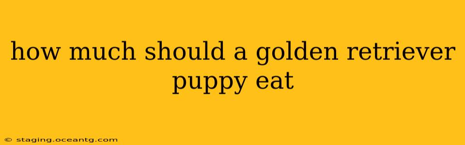 how much should a golden retriever puppy eat