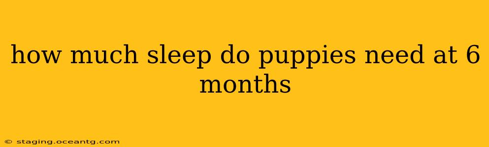 how much sleep do puppies need at 6 months