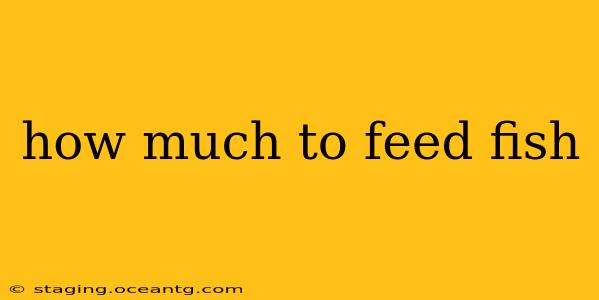 how much to feed fish