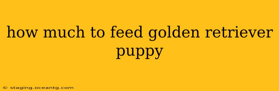 how much to feed golden retriever puppy