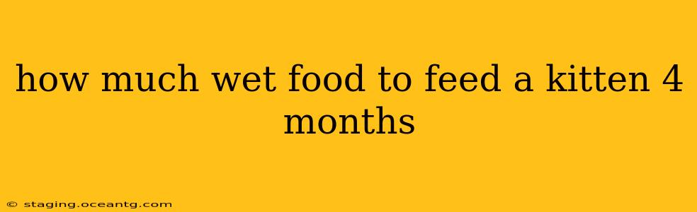 how much wet food to feed a kitten 4 months