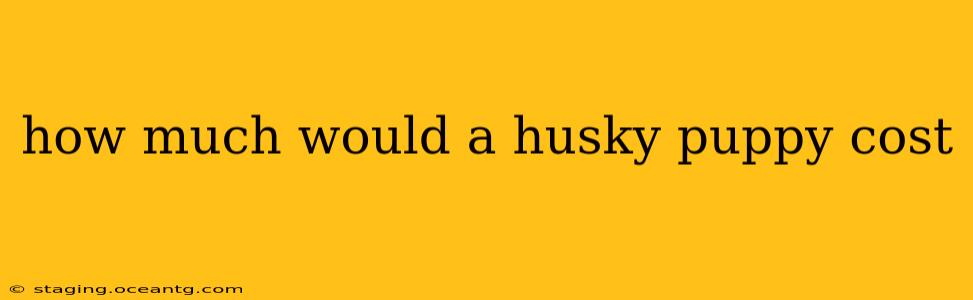 how much would a husky puppy cost