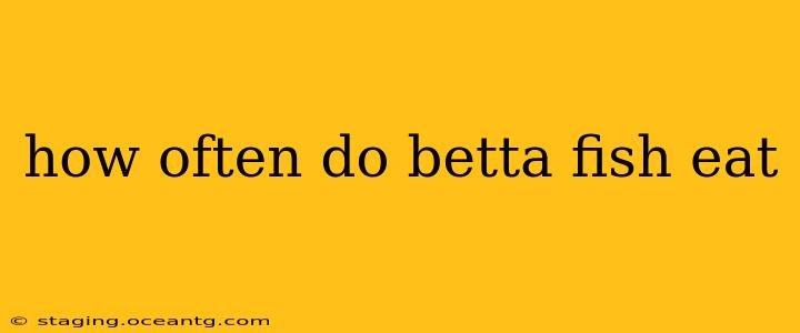 how often do betta fish eat