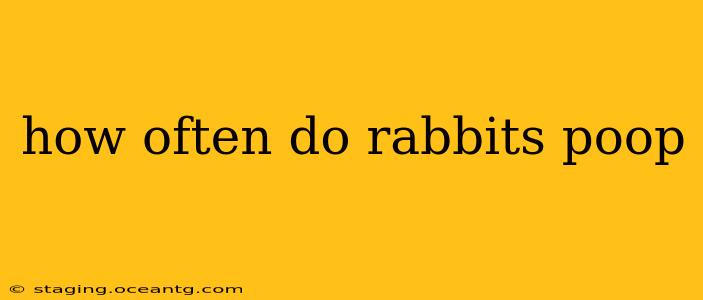 how often do rabbits poop