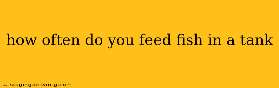 how often do you feed fish in a tank