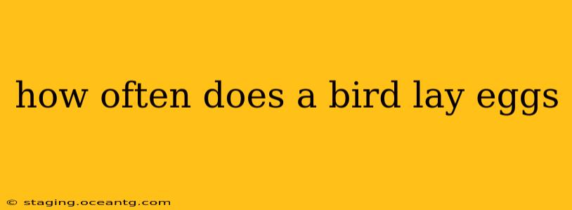 how often does a bird lay eggs