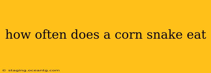 how often does a corn snake eat