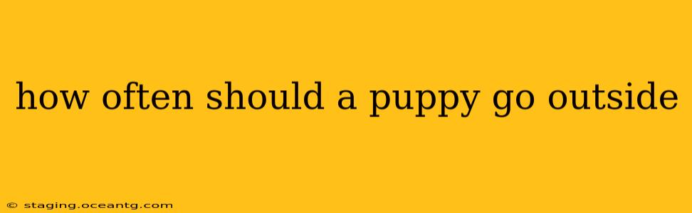 how often should a puppy go outside