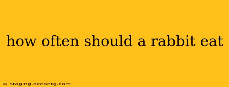 how often should a rabbit eat