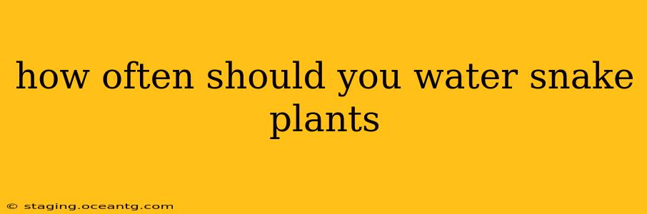 how often should you water snake plants