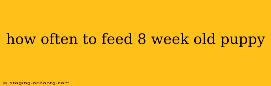 how often to feed 8 week old puppy