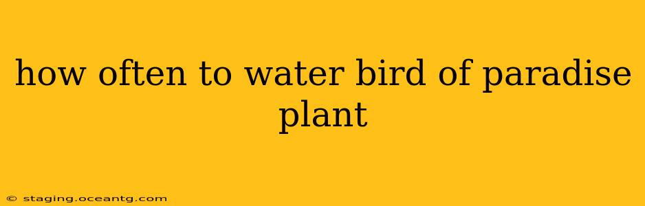 how often to water bird of paradise plant