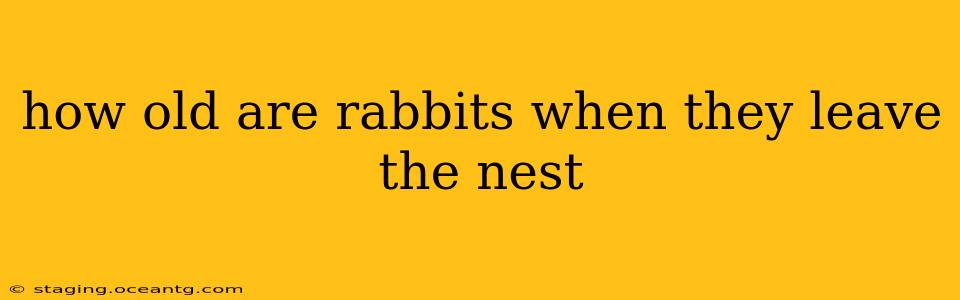 how old are rabbits when they leave the nest