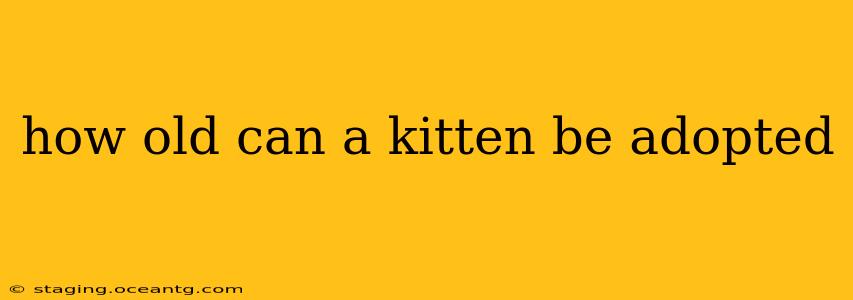 how old can a kitten be adopted