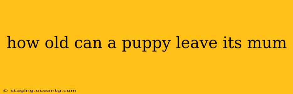 how old can a puppy leave its mum