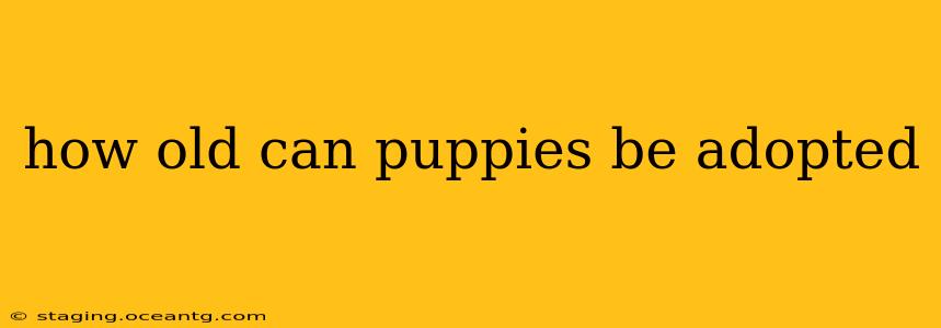 how old can puppies be adopted