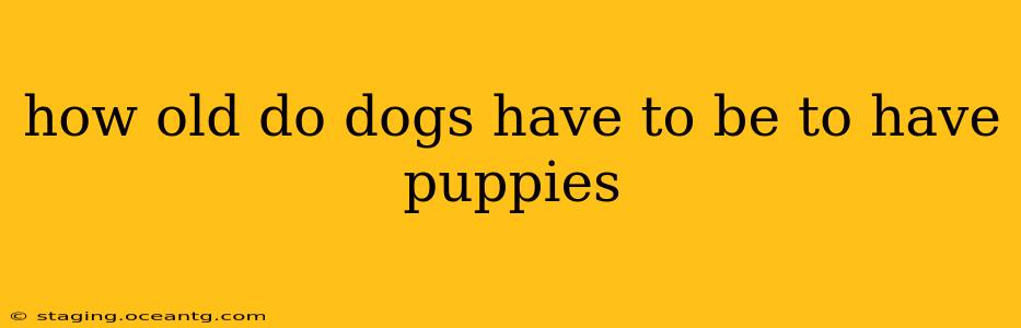 how old do dogs have to be to have puppies