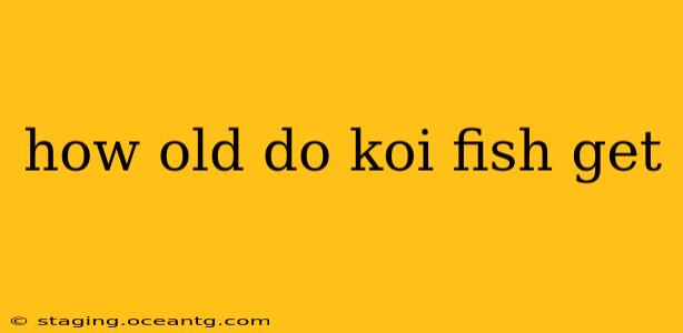 how old do koi fish get