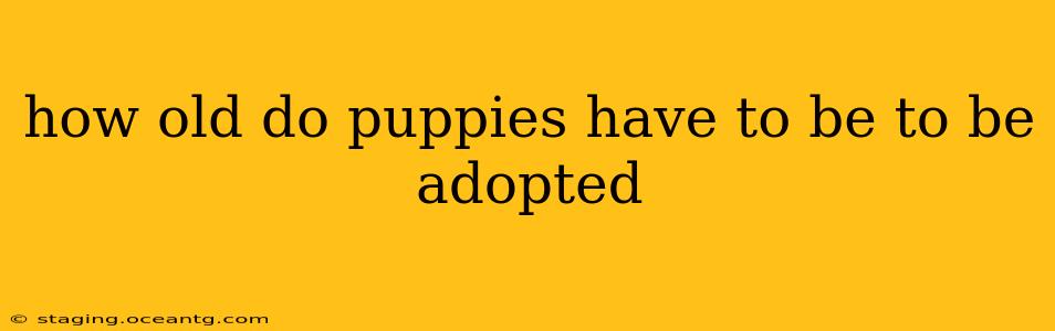 how old do puppies have to be to be adopted