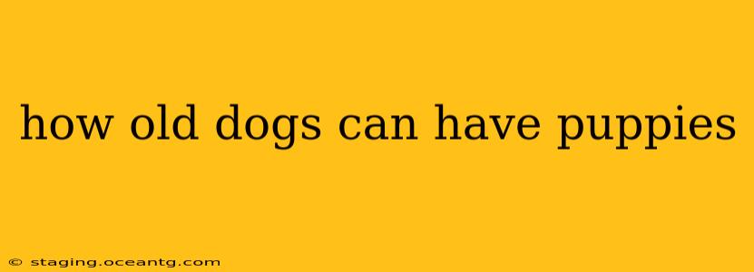how old dogs can have puppies