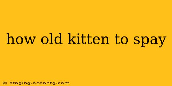 how old kitten to spay