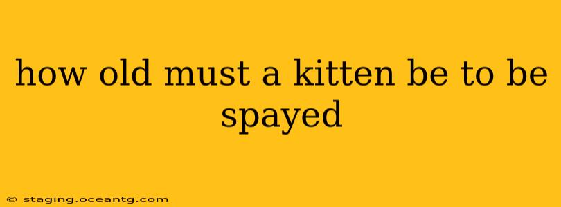 how old must a kitten be to be spayed