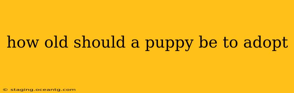 how old should a puppy be to adopt