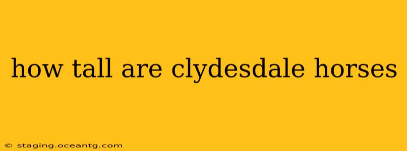 how tall are clydesdale horses