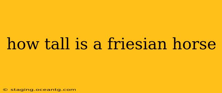 how tall is a friesian horse