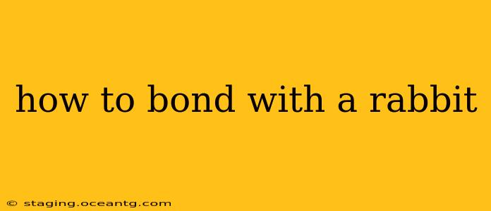 how to bond with a rabbit